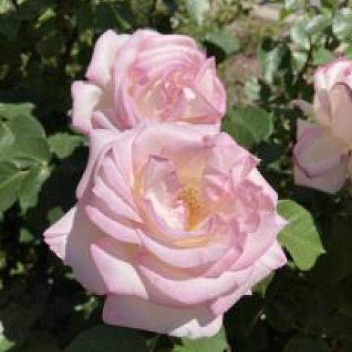 Princesse De Monaco Rose