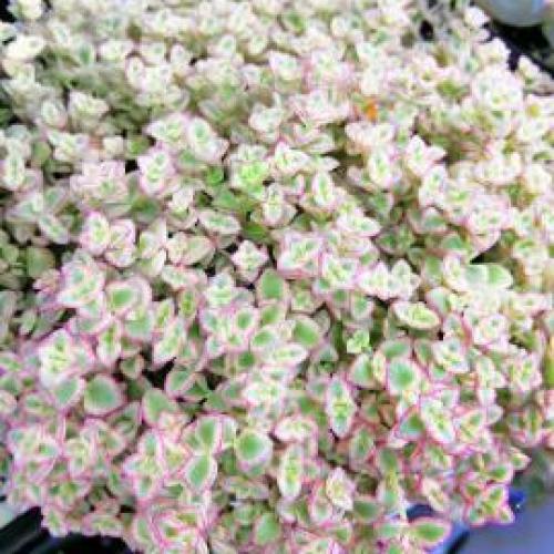 Little Missy Sedum Little Missy Sedum