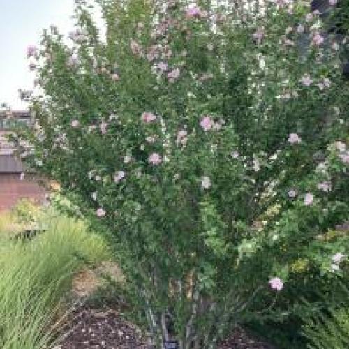 Rose of Sharon