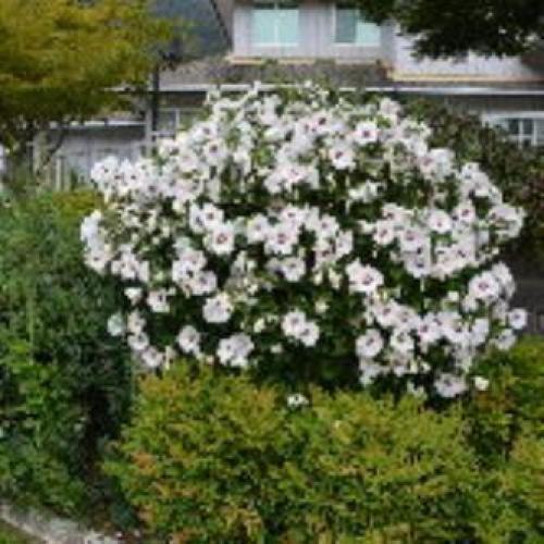 Rose of Sharon