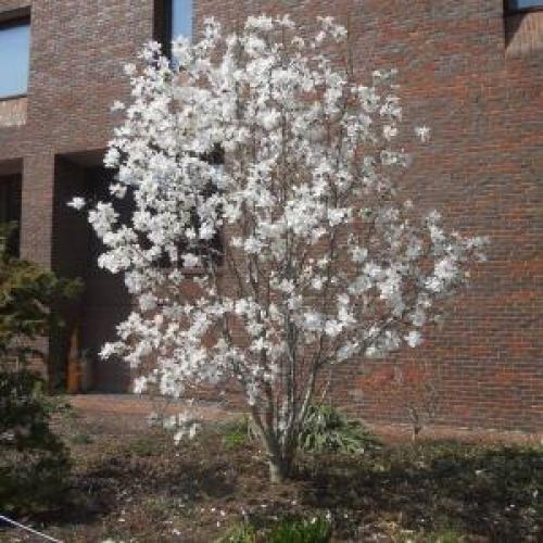 Royal Star Magnolia Royal Star Magnolia