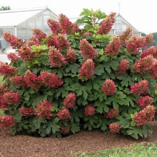 Ruby Slippers Oakleaf Hydrangea