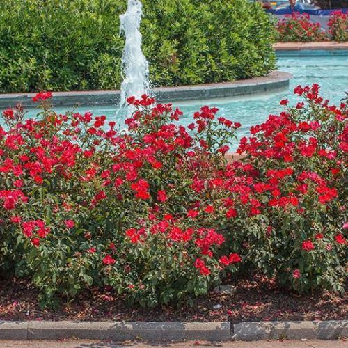 Sevillana Meidiland Rose