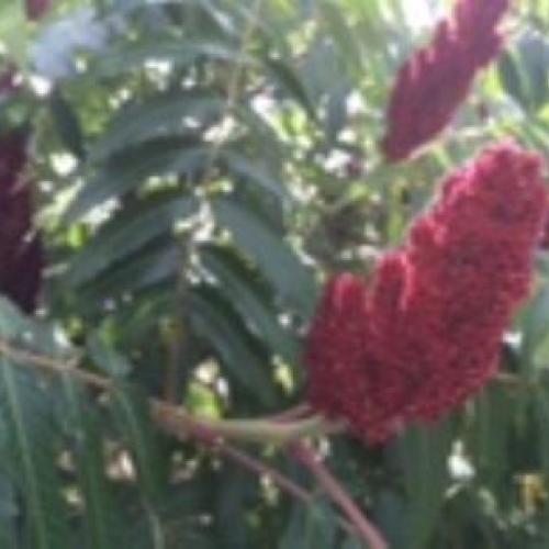 Staghorn Sumac