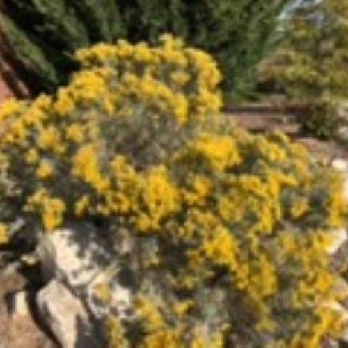 Sticky-Leaved Rabbitbrush