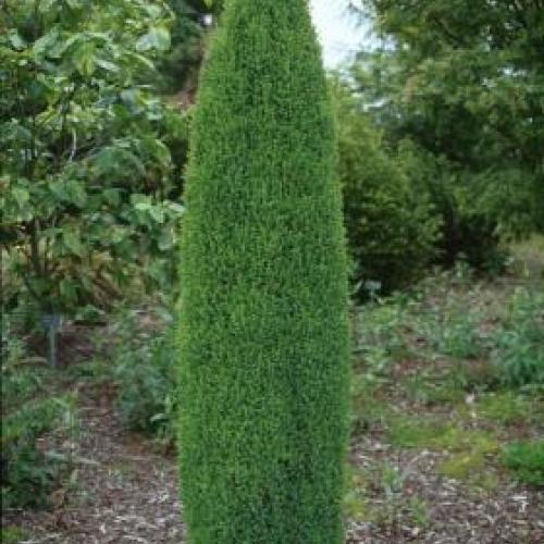 Upright Compressa Juniper Upright Compressa Juniper