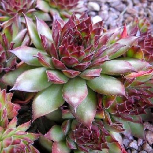 Marie Lacch Hens and Chicks