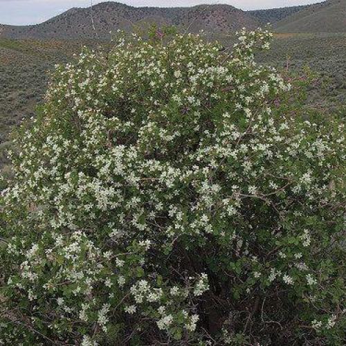 Utah Serviceberry