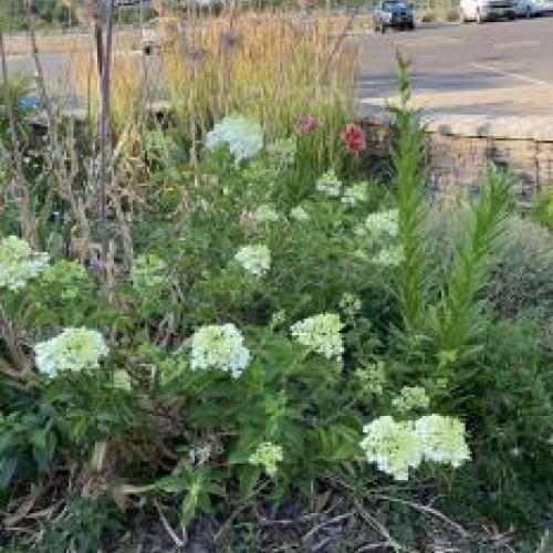 Vanilla Strawberry Hydrangea