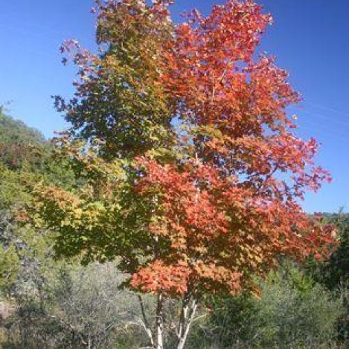 Bigtooth Maple Bigtooth Maple