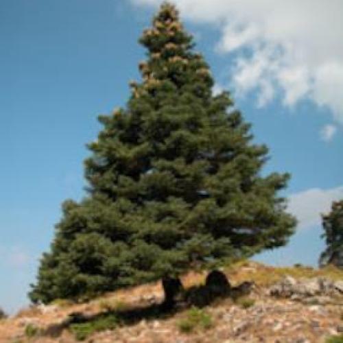 Blue Spanish Fir