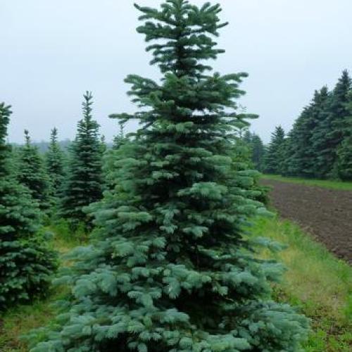 Colorado Blue Spruce