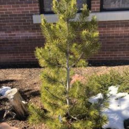 Bosnian Red Cone Pine