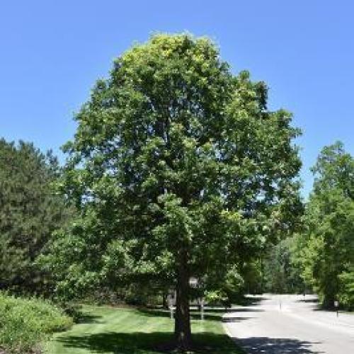 Bur Oak 