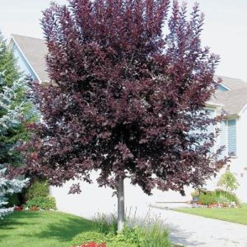 Canada Red Chokecherry Canada Red Chokecherry