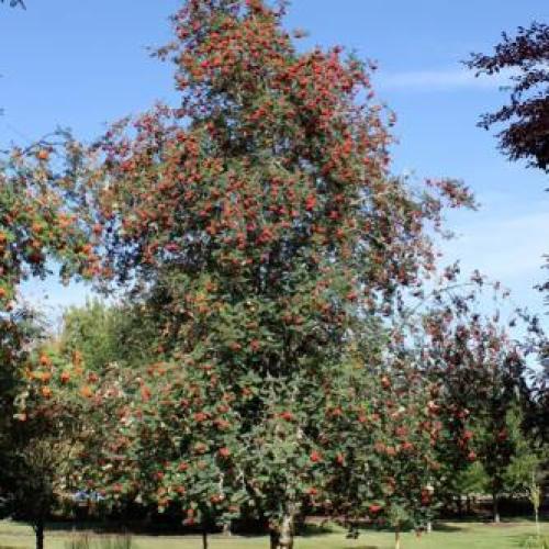 Cardinal Royal Mountain Ash