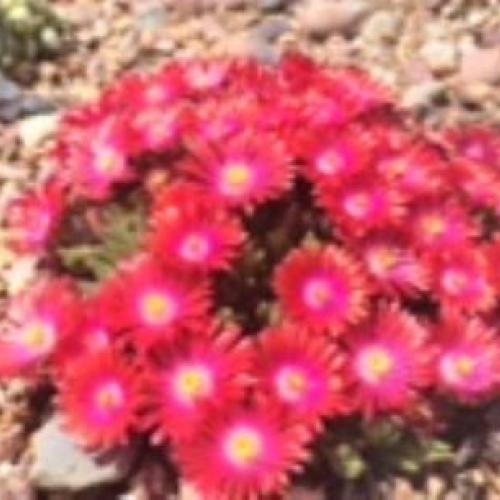 Red Mountain Ice Plant