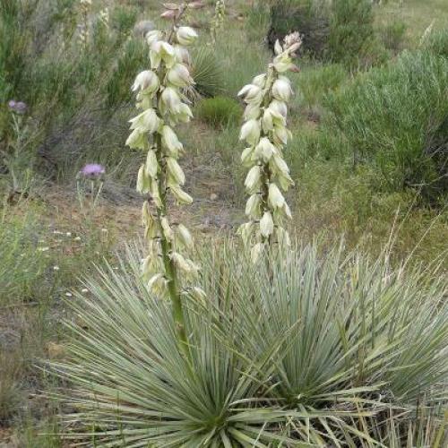 Soap Weed Yucca