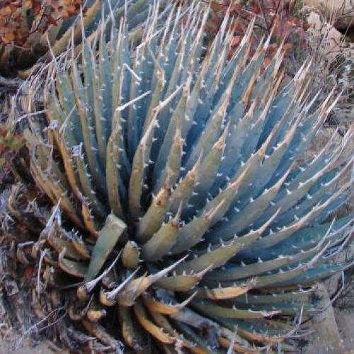 Utah Agave