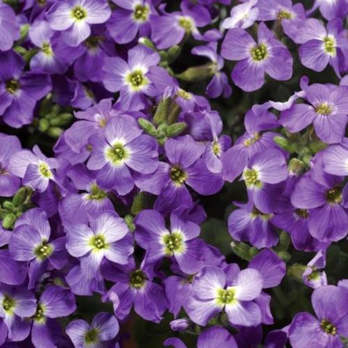 Accent Blue Rock Cress