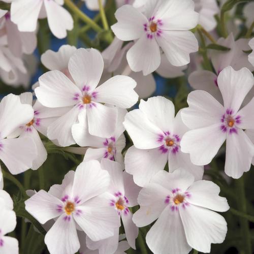 Amazing Grace Creeping Phlox Amazing Grace Creeping Phlox